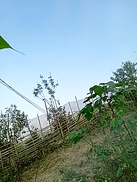 Chubbyhoney1 online show from March 31, 2026, 9:43 am