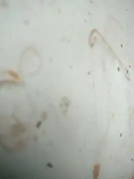 Mounstro3 online show from November 28, 2025, 4:42 pm