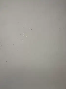 Snapshot of vincentjaxon chatting on November 27, 2025, 7:05 pm vincentjaxon online show from November 27, 2025, 7:05 pm