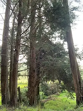 Ninabigtitied online show from March 14, 2026, 12:32 pm