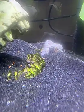 saumon3022 online show from February 8, 2026, 9:13 am