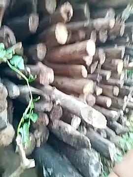 July-Asian online show from April 16, 2026, 9:54 am