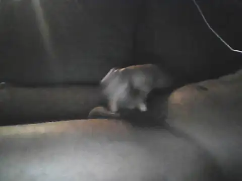 Bigcockjamaican876 online show from October 19, 2025, 4:46 am