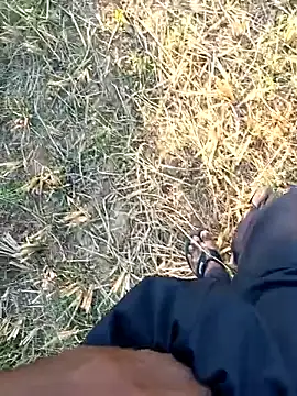 dolphiinn online show from April 1, 2026, 12:06 pm