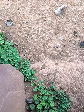 Ag punam online show from February 10, 2026, 2:15 am