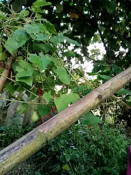 kemtuoi-sex online show from October 4, 2025, 11:58 pm