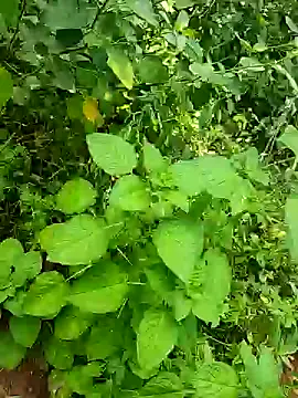 telugumodda4396 online show from October 25, 2025, 5:48 am