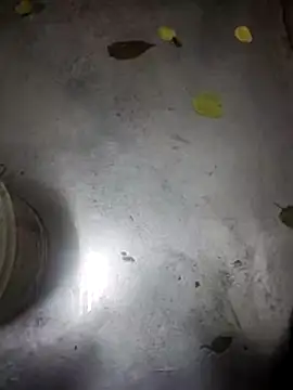 telugumodda4396 online show from November 13, 2025, 9:30 am