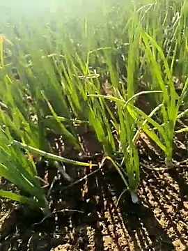 devil boy 0909 online show from March 25, 2026, 2:50 am