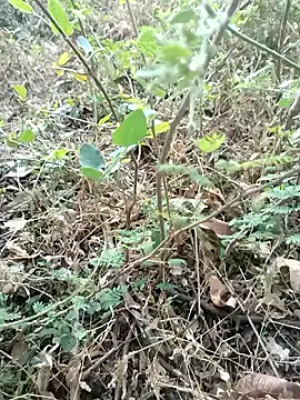 Hot Love77 online show from December 2, 2025, 3:45 am