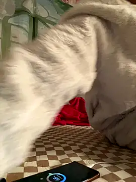 Yes-Baby-A online show from January 6, 2026, 9:07 pm