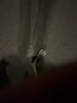 Pumxxxx online show from November 30, 2025, 4:16 am