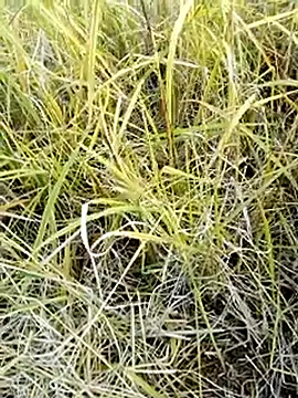 beba1100 online show from November 25, 2025, 8:36 am