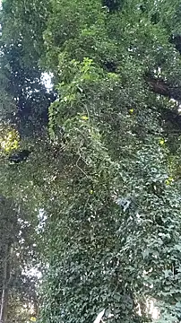 Horny hippie online show from October 24, 2025, 9:33 pm