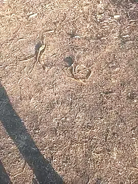 diwanamastan999 online show from January 16, 2026, 10:41 am