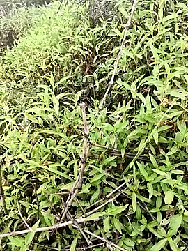 Sheela Sex90 online show from April 16, 2026, 4:02 am