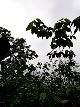 galaxy898 online show from March 15, 2026, 10:54 am