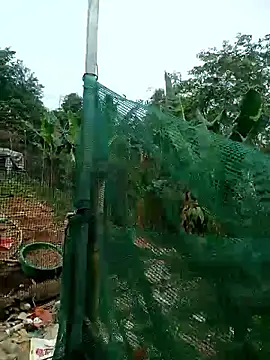 congchua977 online show from March 2, 2026, 2:58 am