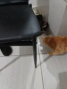 hotbuch online show from January 6, 2026, 6:55 pm