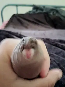 Snapshot of unknownuser96 chatting on January 9, 2026, 8:06 am unknownuser96 online show from January 9, 2026, 8:06 am