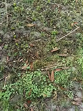 Shivanisingh4 online show from March 30, 2026, 2:01 am