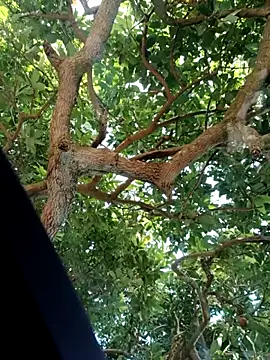 Mkhothiwesibumbu online show from February 2, 2026, 6:12 am