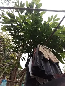 Small flower1 online show from February 11, 2026, 3:11 am