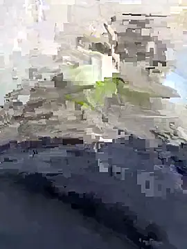 Snapshot of Nickysfd01 chatting on April 14, 2026, 2:34 pm Nickysfd01 online show from April 14, 2026, 2:34 pm