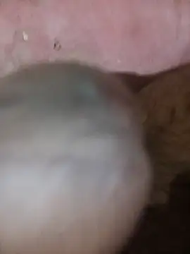 88SHXX online show from March 3, 2026, 5:41 pm