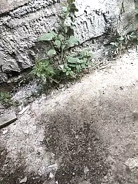 Rocky pune online show from April 16, 2026, 3:40 am