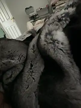 Furdale online show from February 14, 2026, 2:58 pm