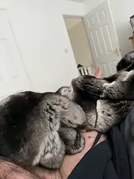 Furdale online show from April 25, 2026, 11:35 am