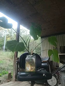 Snapshot of xomikaylaxo chatting on October 30, 2025, 10:32 pm xomikaylaxo online show from October 30, 2025, 10:32 pm