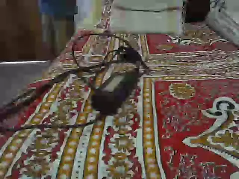 Snapshot of Roxy_Hard chatting on April 8, 2026, 10:37 am Roxy Hard online show from April 8, 2026, 10:37 am