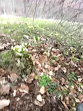 Yaramaz331 online show from March 31, 2026, 11:32 am