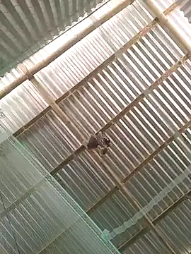 Gautambaro online show from February 13, 2026, 7:37 am