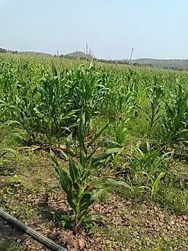 kummuduabbai online show from March 27, 2026, 5:35 am