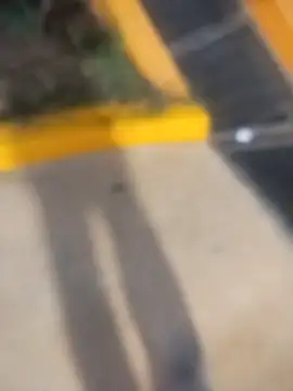 sagrado 1989 online show from February 23, 2026, 1:47 am