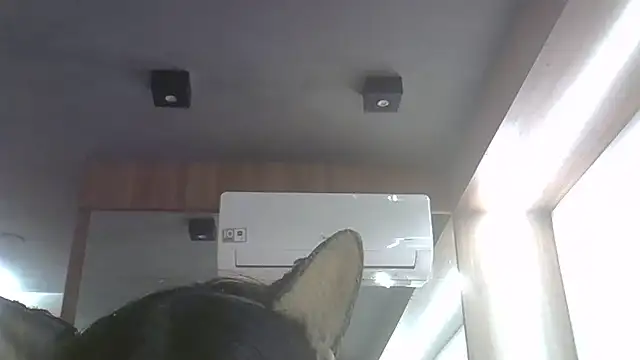 Snapshot of Skinny-Kitten chatting on June 25, 2026, 11:31 pm Skinny-Kitten online show from June 25, 2026, 11:31 pm