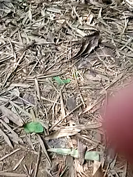 Blanco2023 online show from February 20, 2025, 6:02 pm